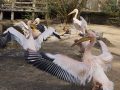 DSC00586