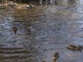 DSC00597